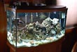 salt water fish tank